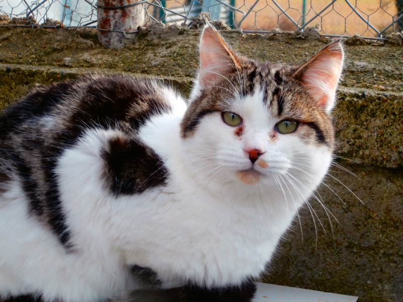 ETTY (chaton mâle tigré blanc et noir) 277677P1212110