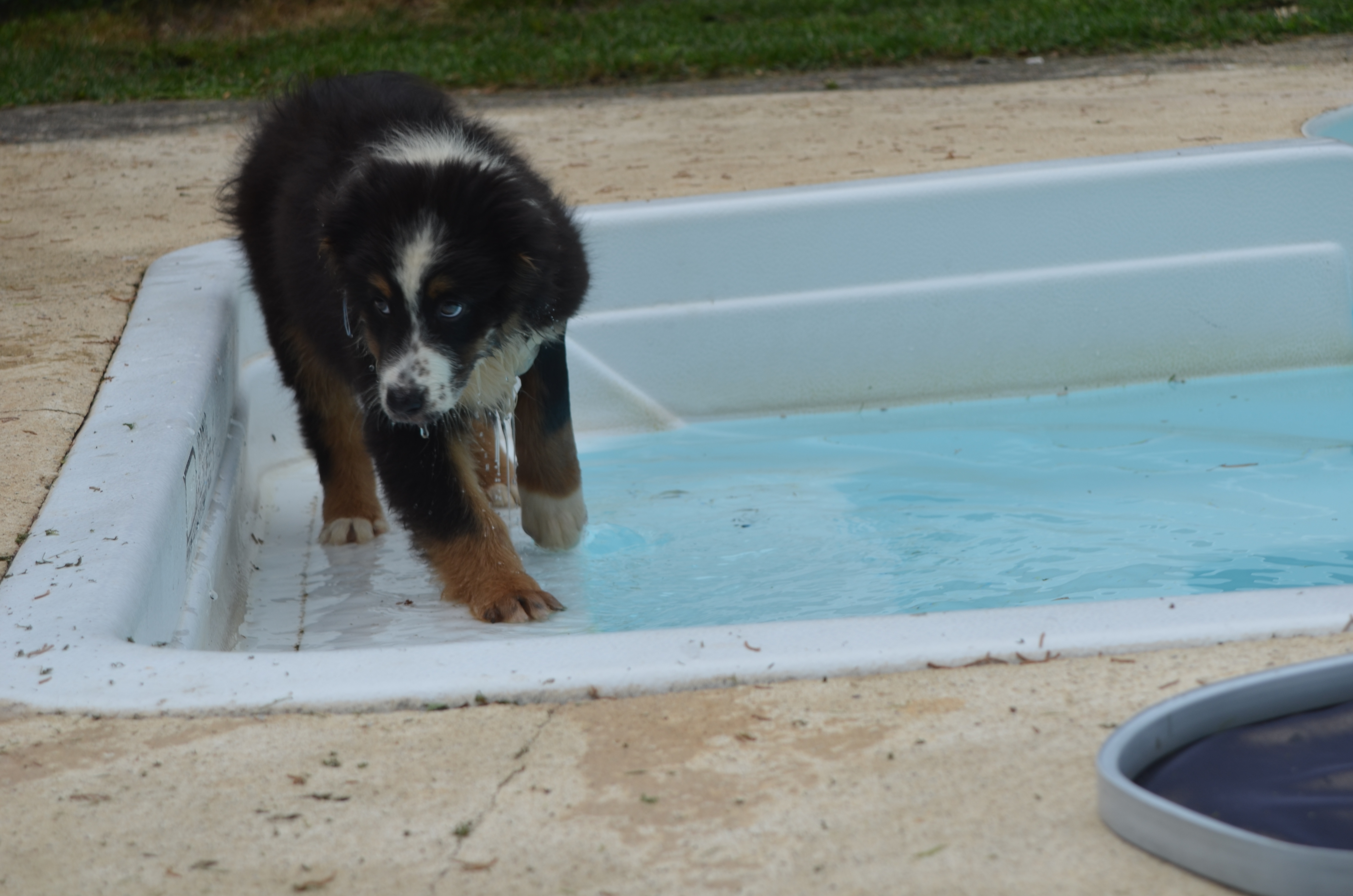 Dogs in the water 278171DSC00234