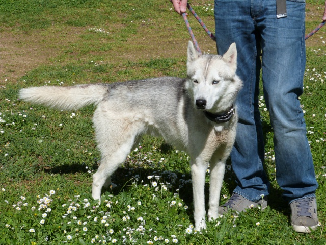 HOROOK DU DOMAINE DE MAYAO Husky né 21/05/2012 REFU86  ADOPTE 28064298rHorook6