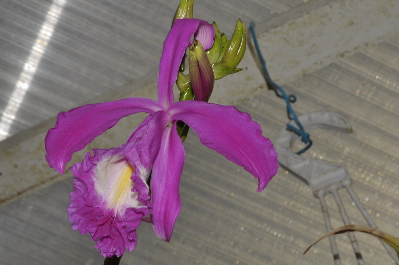 Sobralia portillae 281454DSC0171