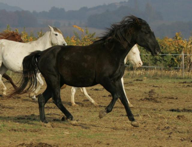 Haras du Freysse 282518Rosy