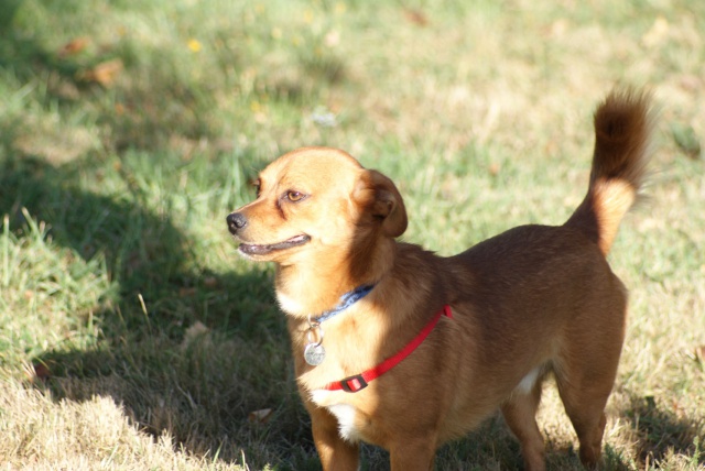 JACK EPAGNEUL/CHIHUAHUA 1 AN L'HOMME ET SON CHIEN 282550J1k8