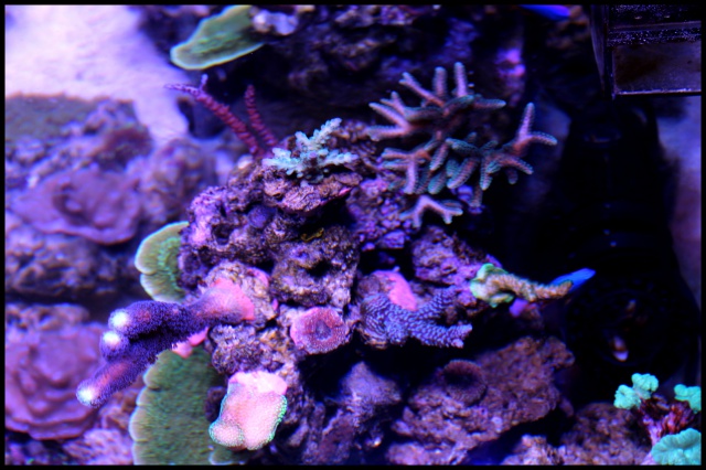 Micro Reef 120L 283211IMG1033