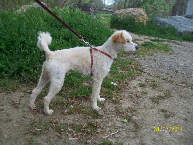 GAMIN CANICHE BLANC MALE 1 AN (CSCA BEZIERS HERAULT 34) 283657GAMIN6