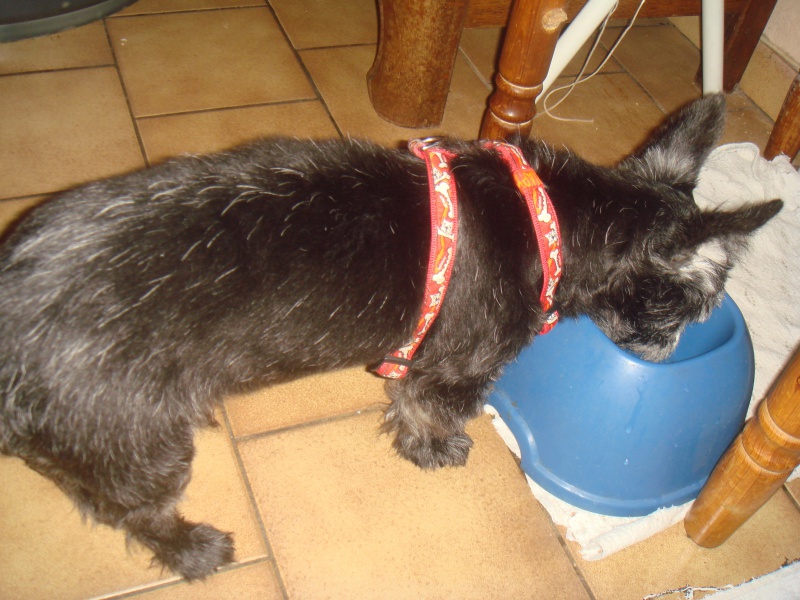 gandhy x yorkshire terrier x rattier male en fa définitif 283818DSC06901