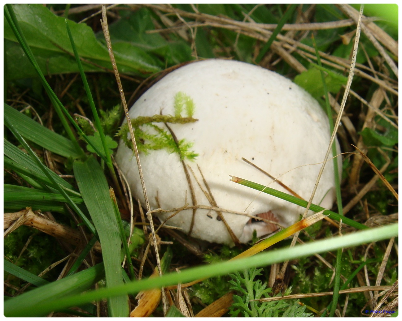 [fil ouvert] les champignons - Page 3 284178DSC011473