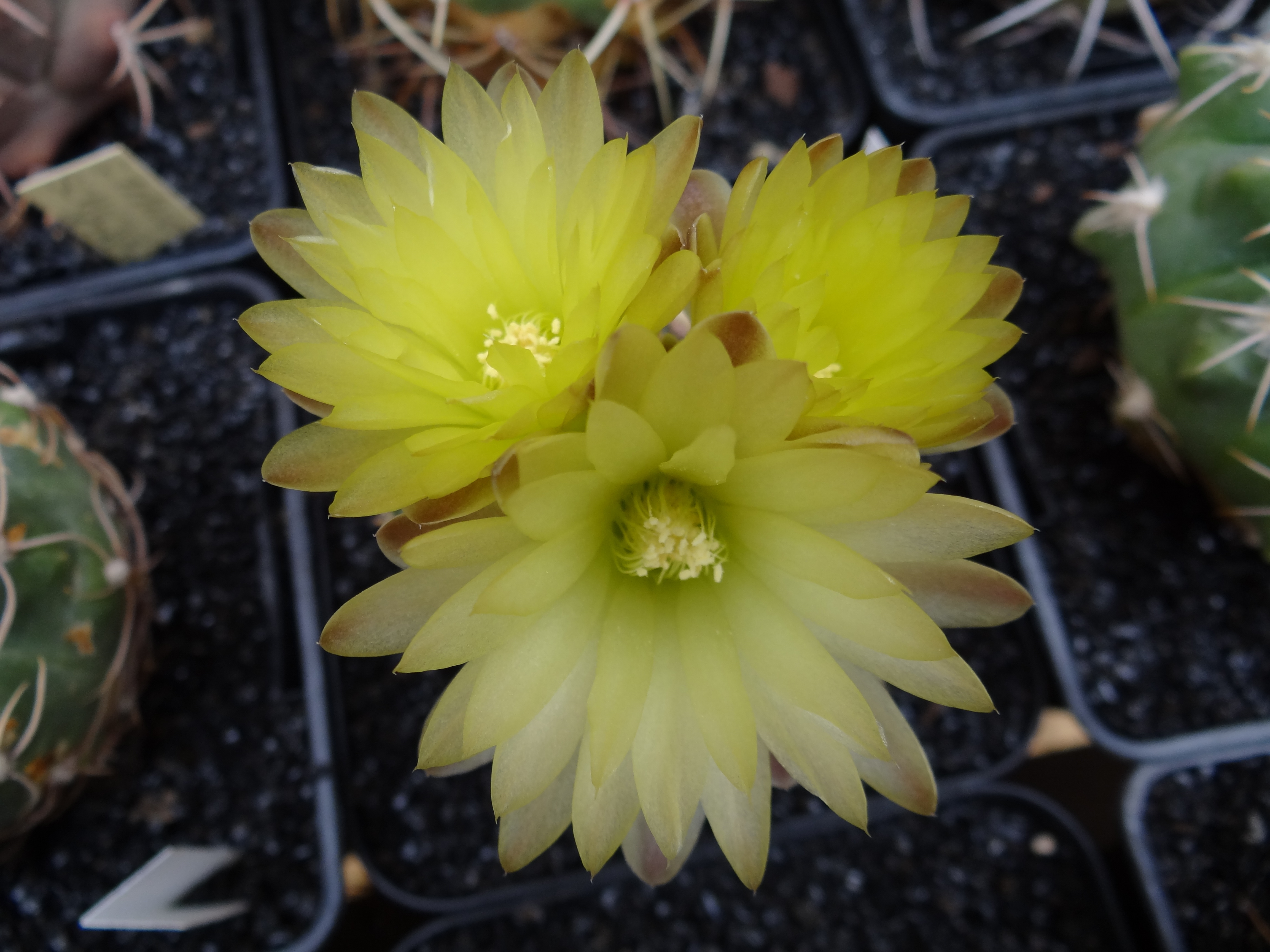 Des fleurs et de promesses zossi chez les cactées 284814Gymnocalyciumnetrelianum4