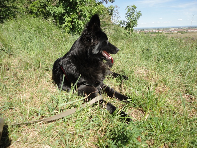 Vénus, croisée Berger en Fa (21) ADOPTÉE - Page 2 285205DSC01502