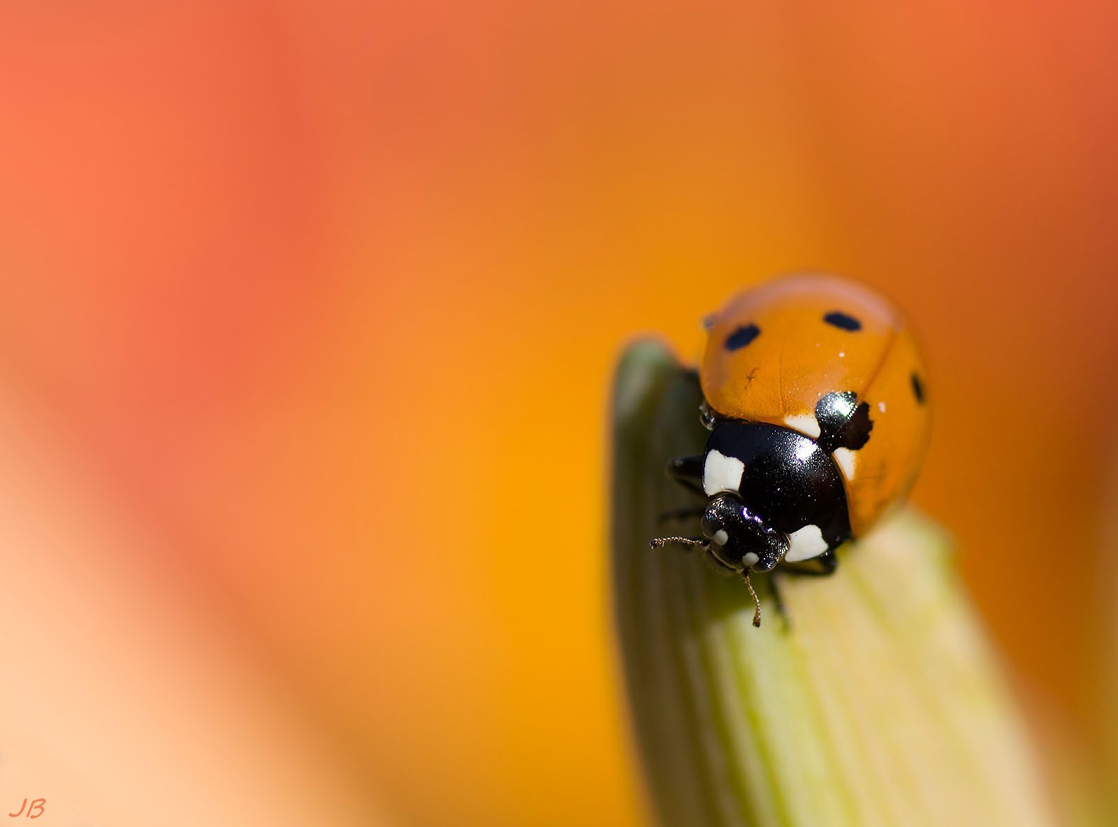 les insectes en PACA ( camaroney )  (Mise a jour du 26.05.2021) - Page 4 289615DSC067961600