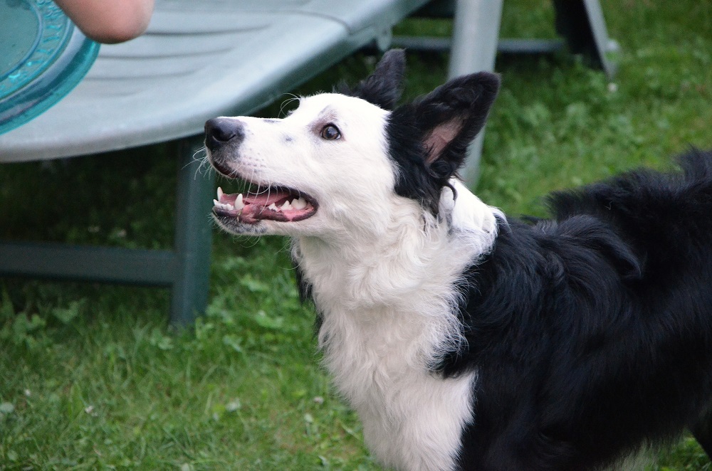 Bandit le cabri et Ivy la chipie (BC) 292914DSC1594