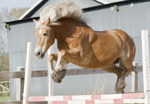 VALENTIN DU CHÊNE - HAFLINGER - ♂ 293523Haflinger3