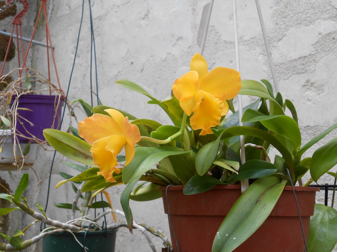 Cattleya hybride jaune 294451DSCN0153