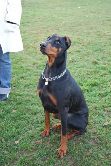 ELITE (doberman) - Page 3 294624DSC_0859