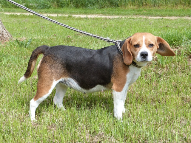 PAPRIKA - beagle 7 ans - Spa de Poitiers (86) 29511396rPaprika5