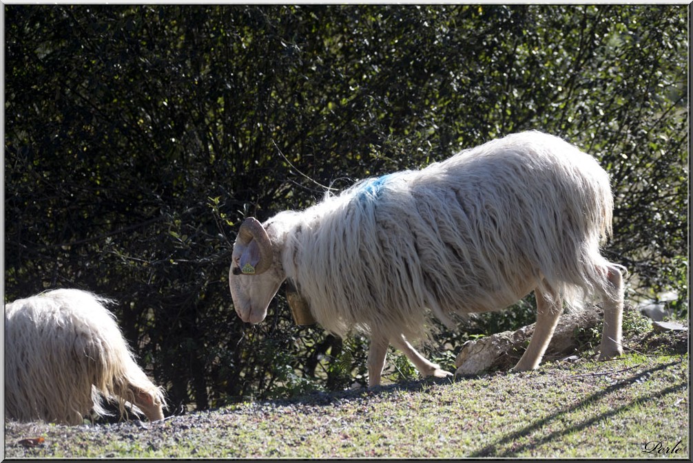 Vallée d'Aspe  296167aubise23