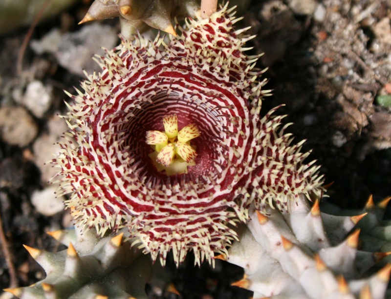 Huernia hystrix 296726huerniahystrix