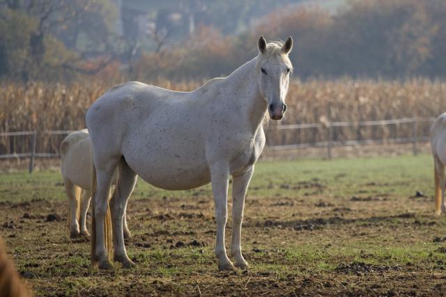 Haras du Freysse 296880Jasmine2