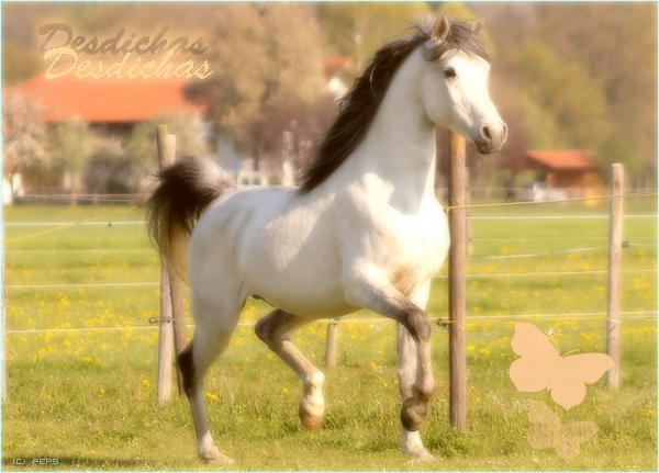 ♪ Chevaux gris 297528frfref2