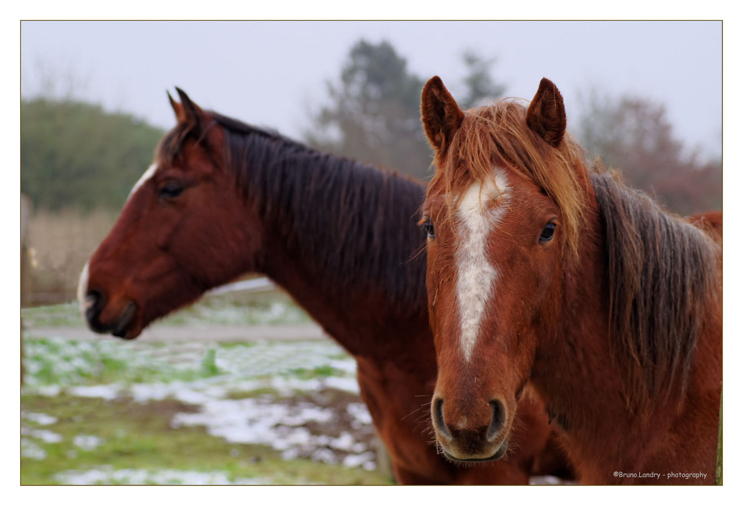 [Fil - Ouvert ] Chevaux - Page 4 297695IMGP0501DxOcopie