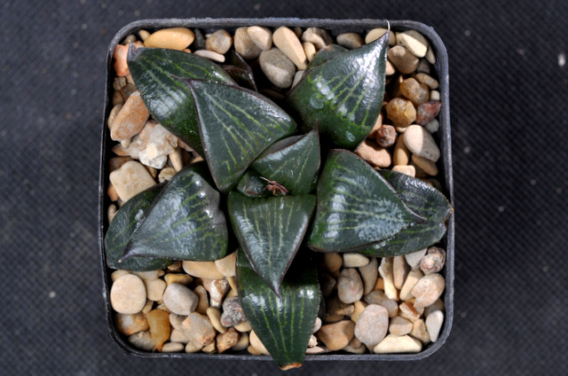 Mes Haworthia 298378comptonianaXspringbokvlakensisFH120929002