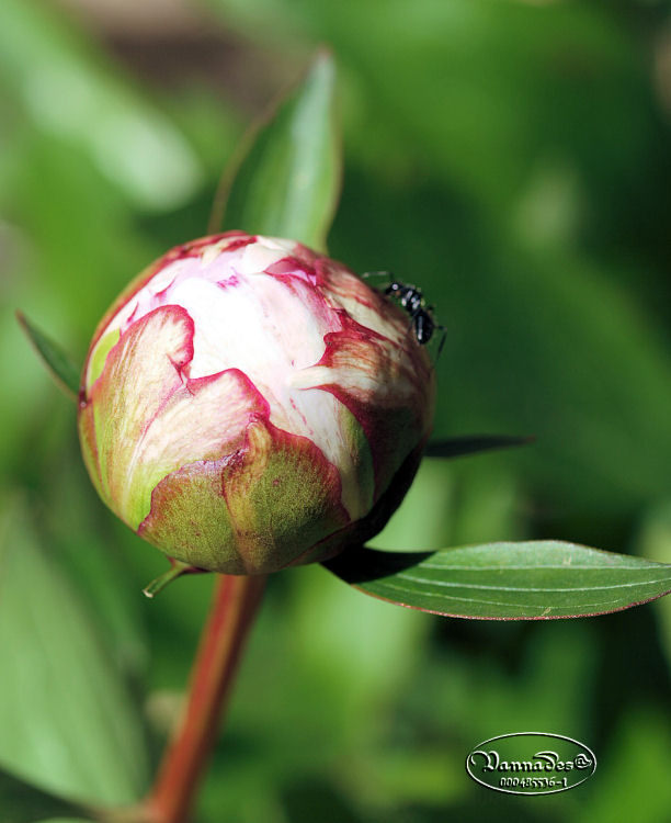 Les Fleurs de mon Jardin - Page 2 2985569912