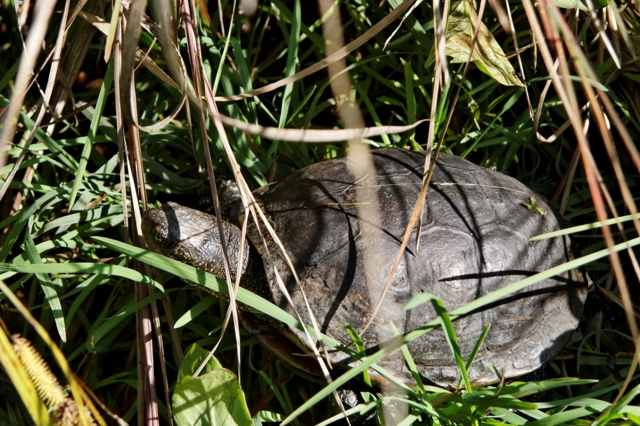 Le centre de récupération de tortues de Chavornay 303434Emysorbicularis640x480