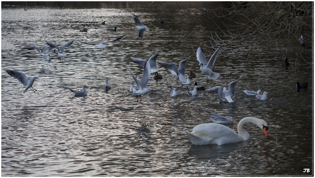 Mouettes vs Foulques : abritre les cygnes 303927LR5P1020208