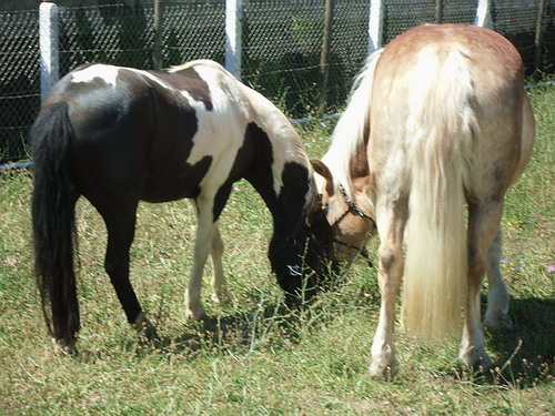 LOONY -  ONC poney né en 2001 - Adopté en juin 2011 par Carole 306317Loo1