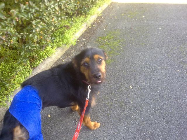 Franklin, petit chien en fa 308339160120115151