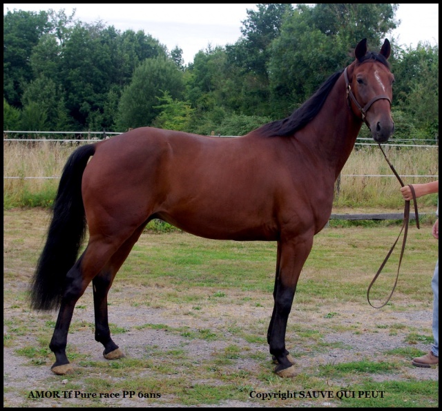 [PLACE JUSTINE] AMOR Petit cheval éclatant et rayonnant  308774amor1