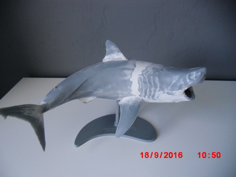 Carcharodon Carcharias  309396CIMG8339