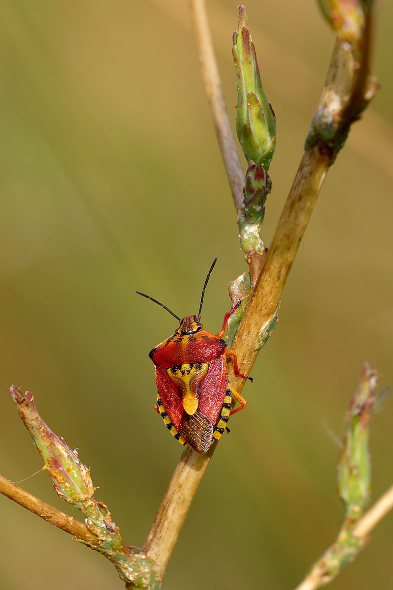 Carpocoris ou tout simplement punaise 30994283A7281w