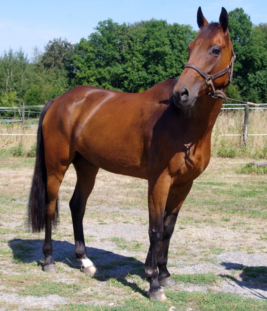 [PLACE VERONIQUE ] BOLERO  Le meilleur cheval patafix...... 311176bolro2