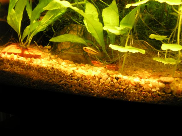 Repro apistogramma agassizii 311449PC120047