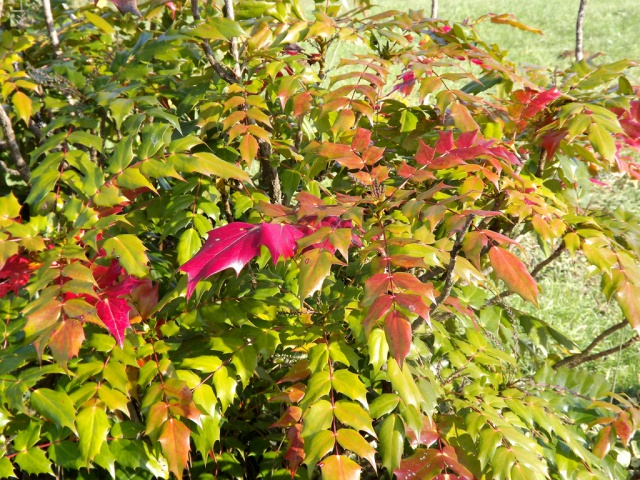 Mahonia à identifier  [identification non terminée] 312244mahonia2