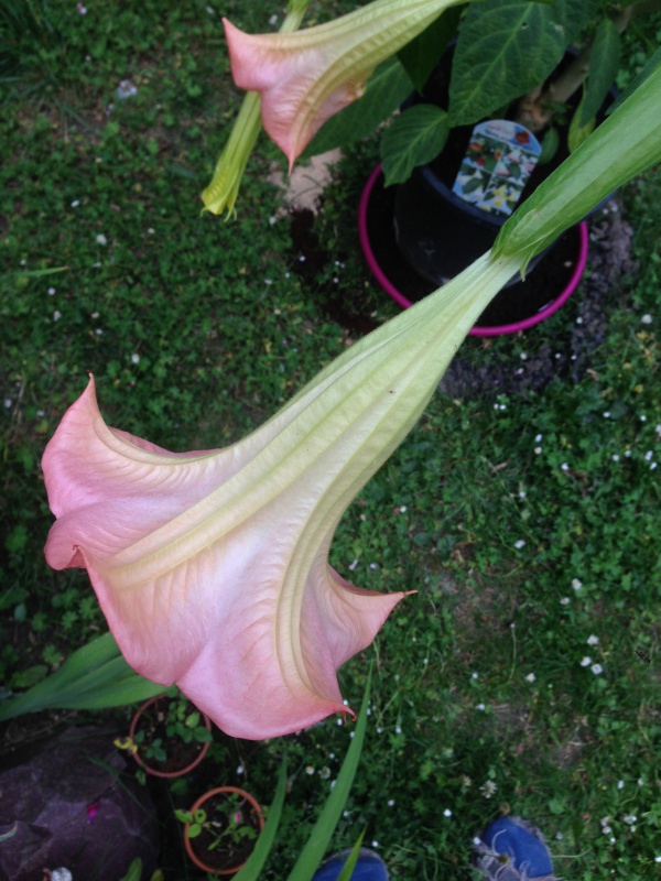 graines de brugmensia - Graines de brugmansia blanches 313255IMG5799