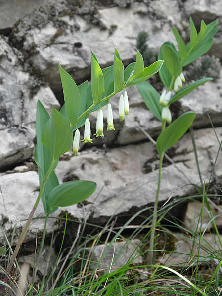 Bois et forêts -Chantilly - Faune - Flore -(photos et textes) 313447449pxAngularsolomonssealPolygonatumodoratum