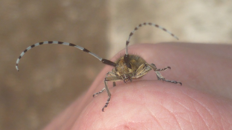 [Agapanthia villosoviridescens] Un Cerambycidae 314784P1040226