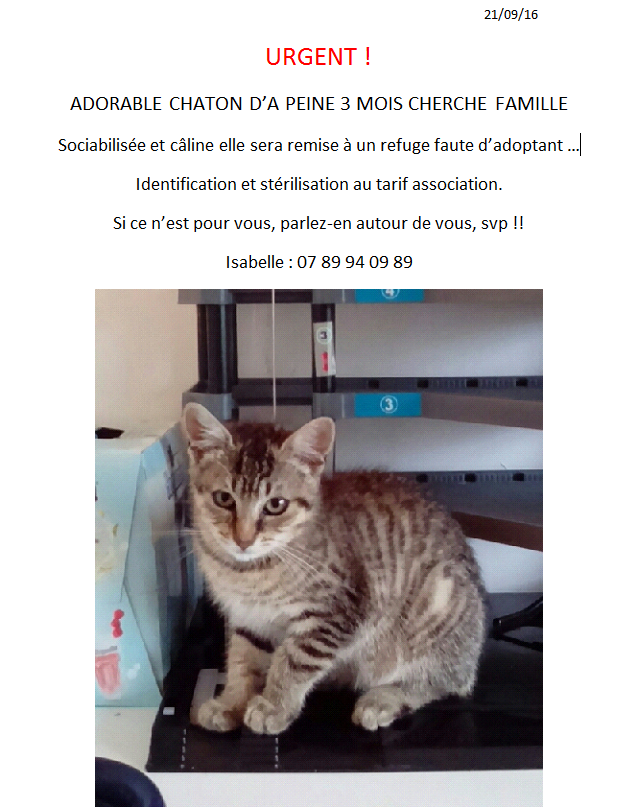 LILOU CHATONNE 3 MOIS CH ADOPTANT D'URGENCE DPT 14 315032Lilou