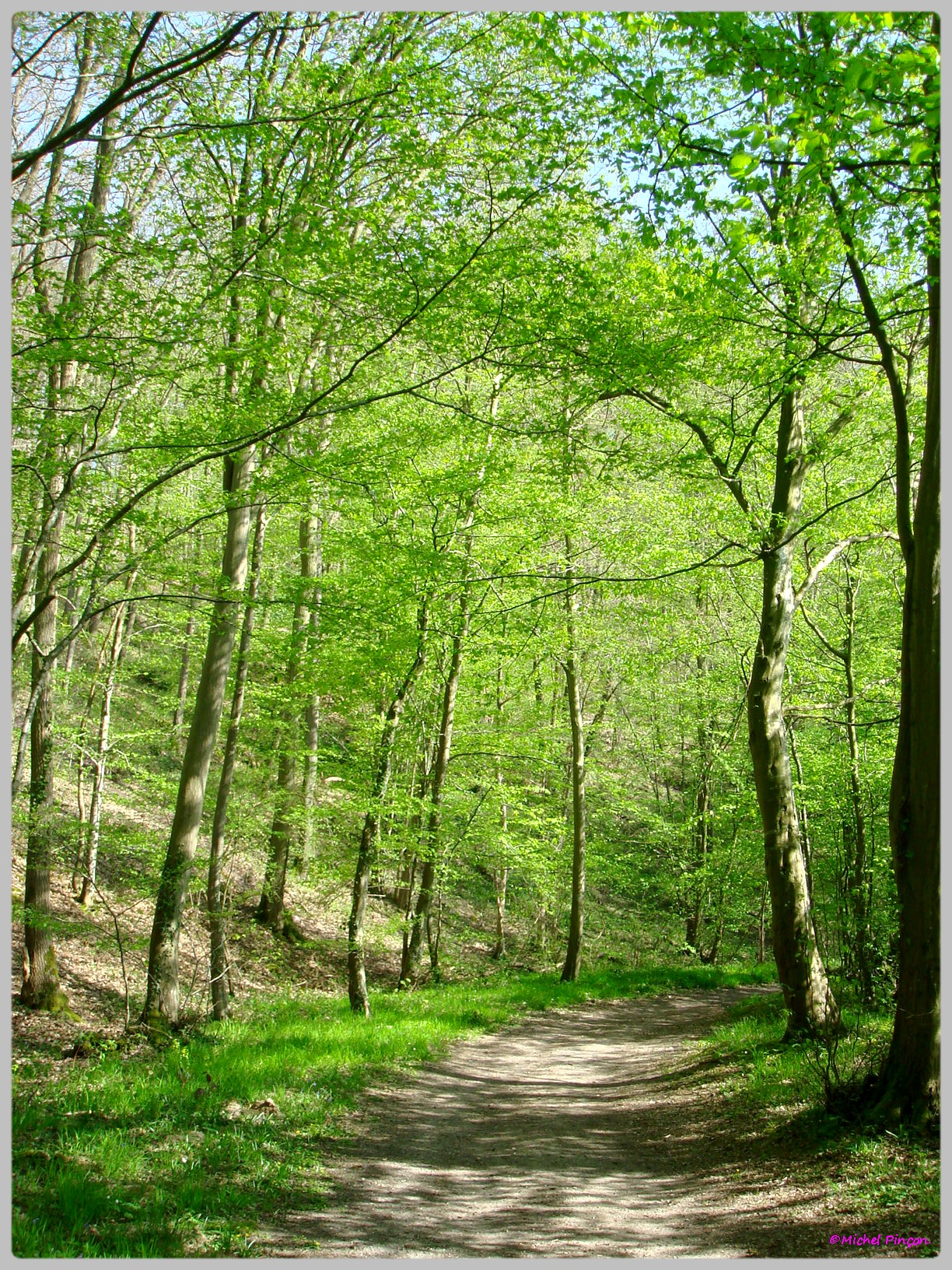 [fil ouvert] la forêt dans tous ses états - Page 13 315369DSC012558