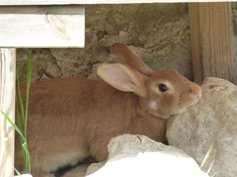 Zimt, lapine fauve de bourgogne, Refuge FREE (Adoptée) 316337P1060511