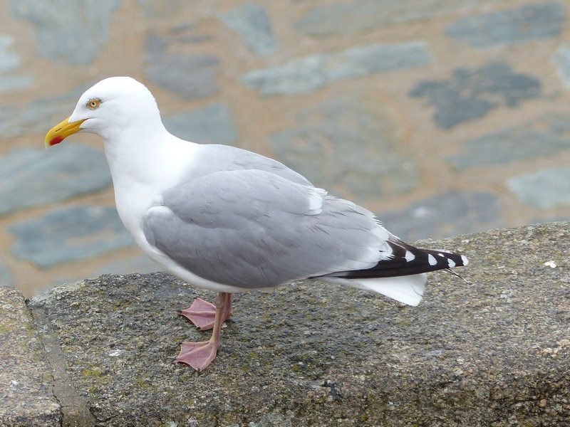 Mes oiseaux de Cancale ( Bretagne ) 316359goel3