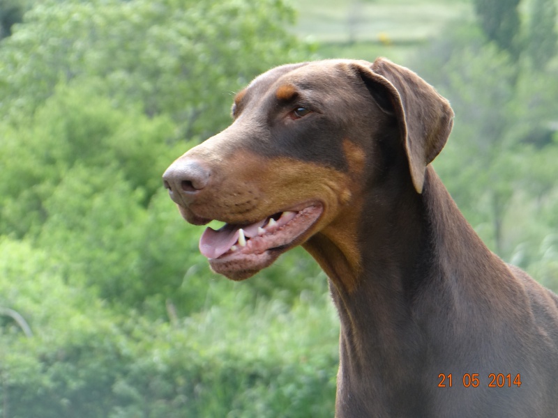 mes Dobermanns - Page 4 316441DSC02211