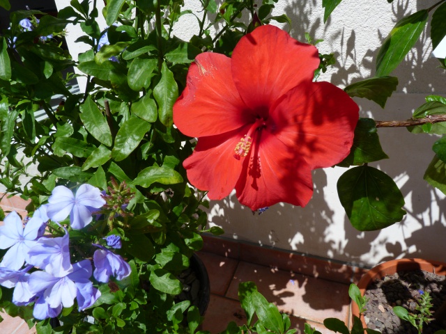 Voici mes quelques hibiscus en fleurs 316776P1040859