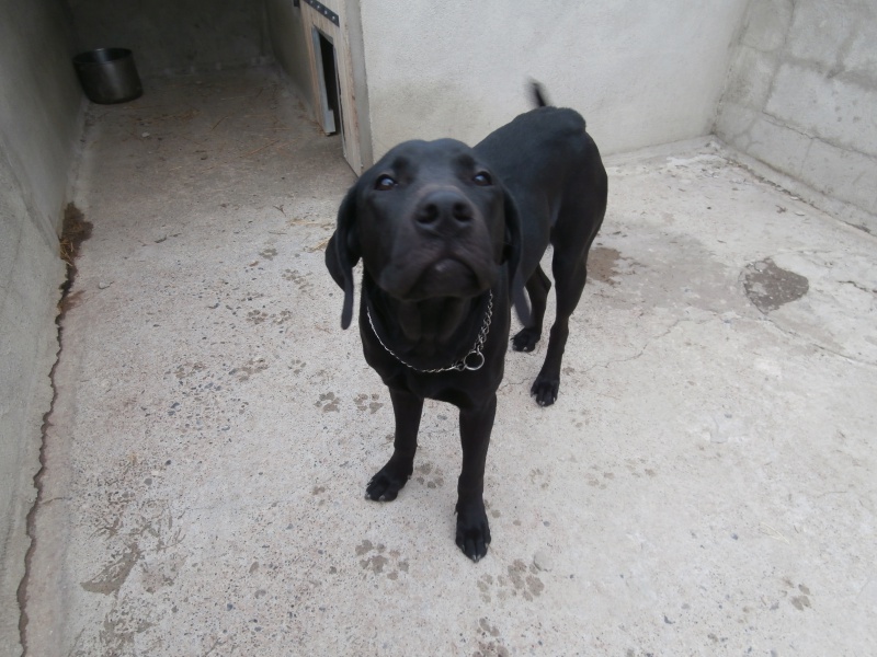 MARLEY (mâle croisé labrador) 317298P3085969