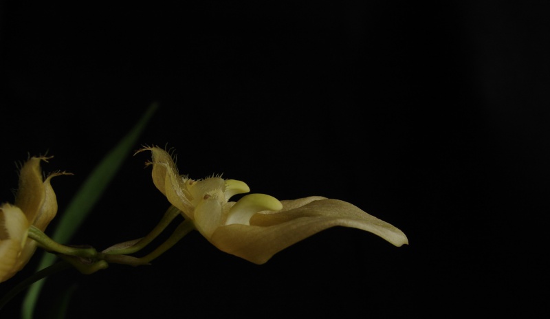 Bulbophyllum annandalei f. flava 318058bulbo0608201402