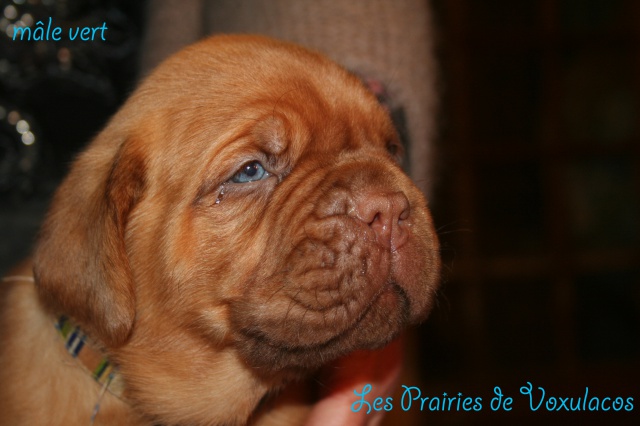 Naissance le 12/01/13 - 7 chiots – Dépt 27  319206bebesEnjoy12fev13151copie