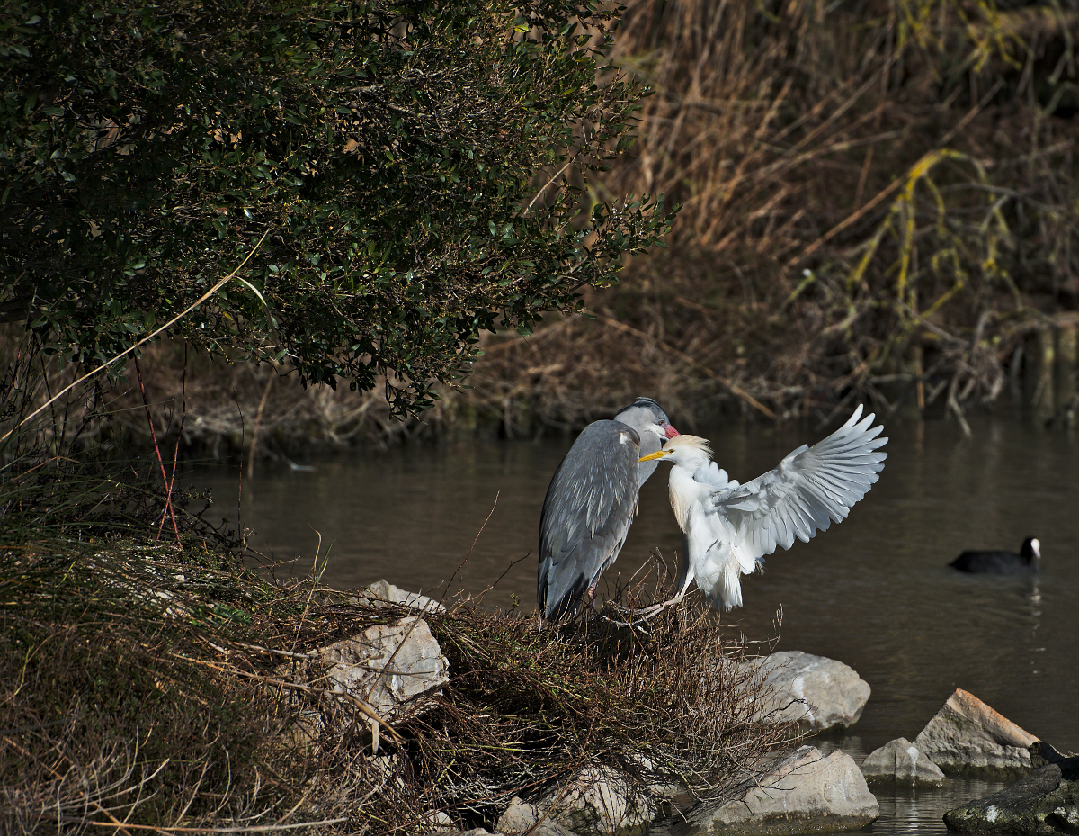 [tiotiti] Animaux de Camargue - Page 12 3200279402