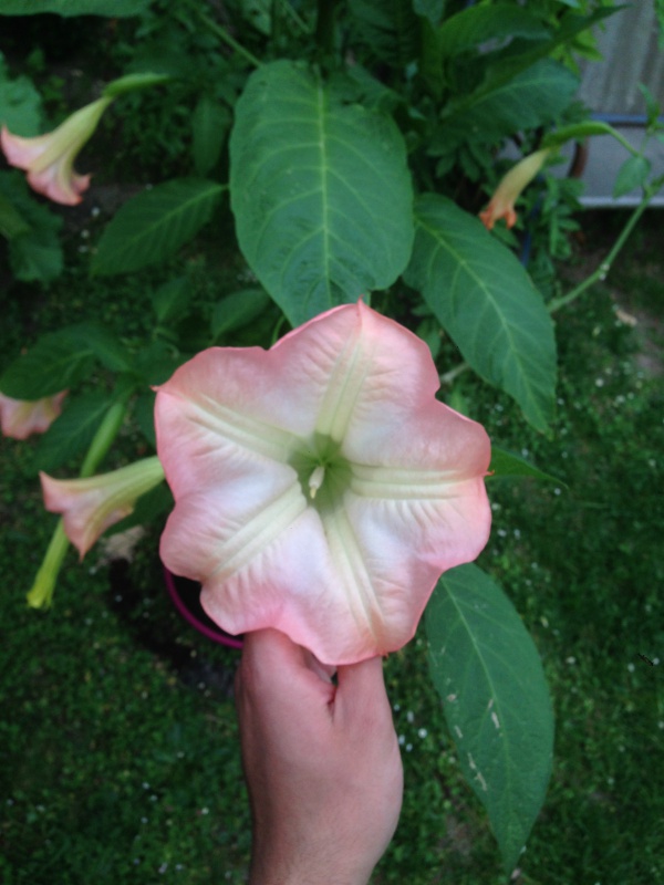 Graines de brugmansia blanches - Page 2 321691IMG5797