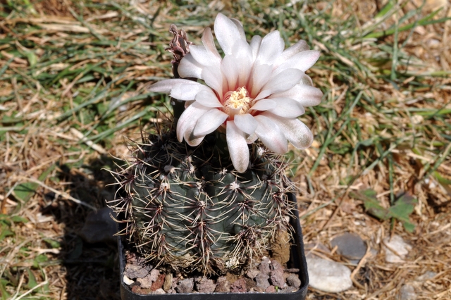 GYMNOCALYCIUM !!! 322224gymnocalyciumerinaceum1106021